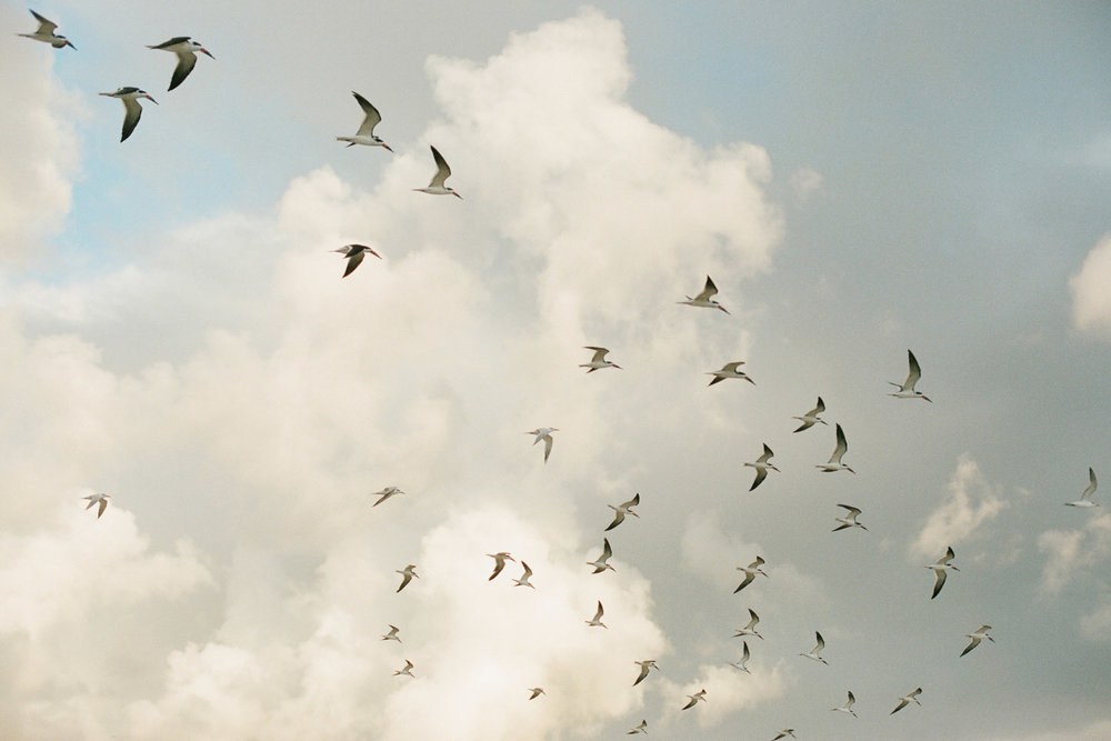 A group of birds flying in the sky.