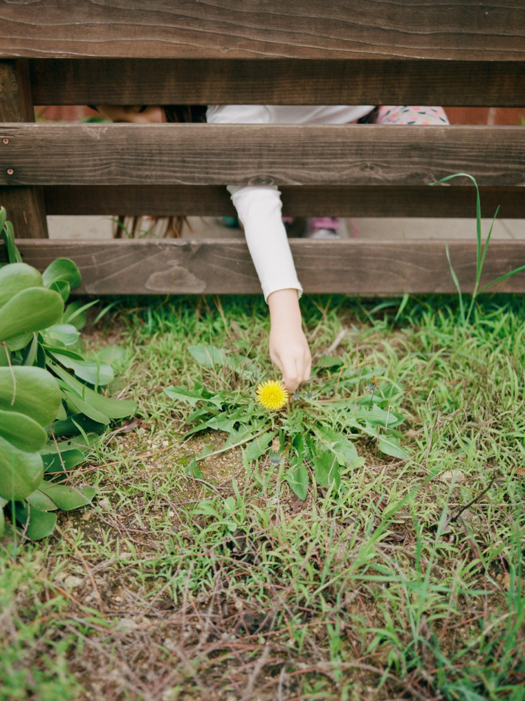 little girl reaching through a fence to pick a flower