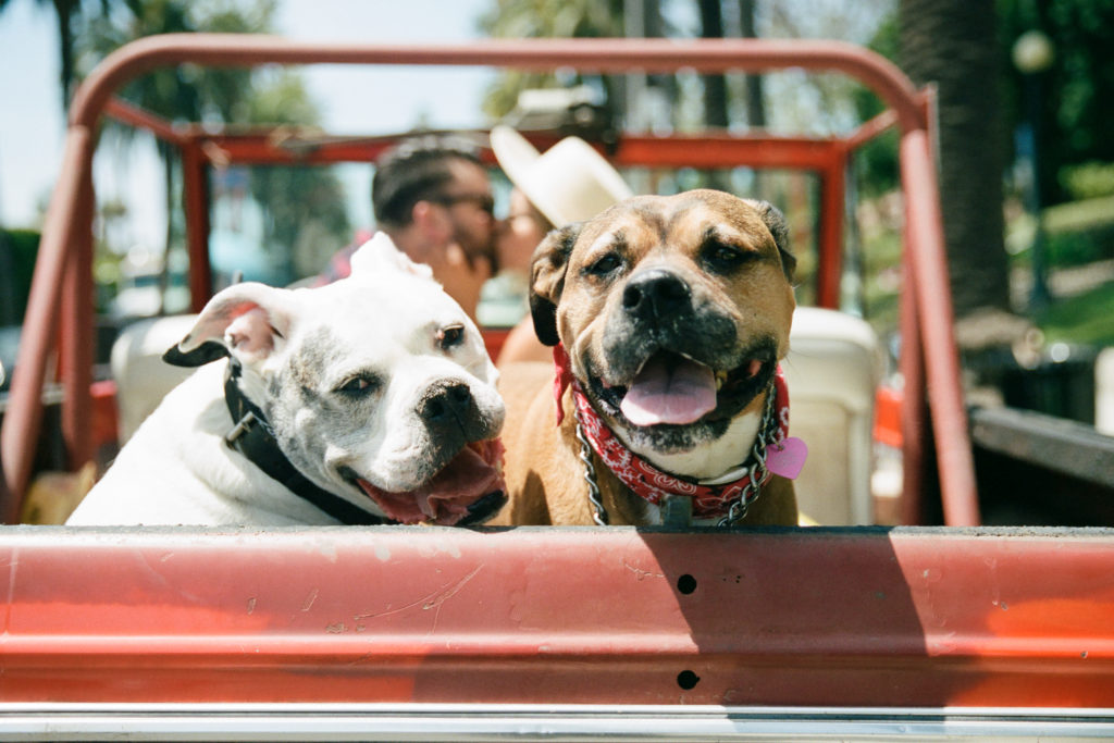 Two dogs sitting in the back of a pickup truck.