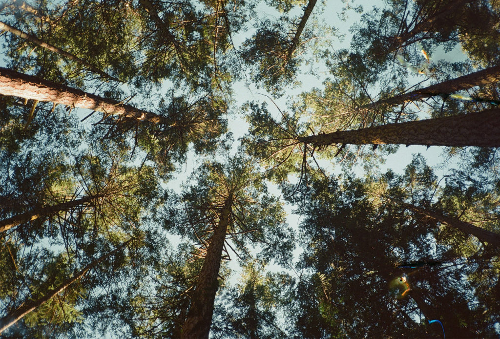 A view of tall trees in a forest.