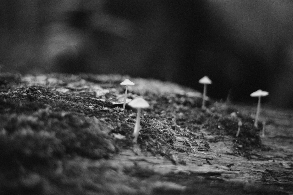 A black and white photo of mushrooms growing on a log.