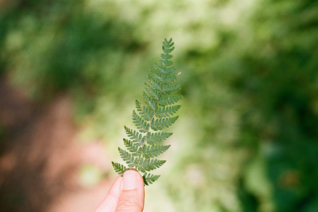 A person holding a fern leaf in their hand.
