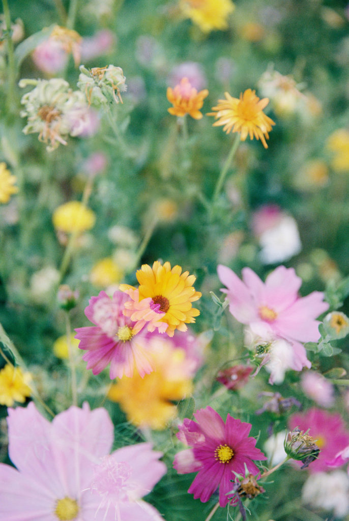 Colorful flowers in a field with a blurry background.