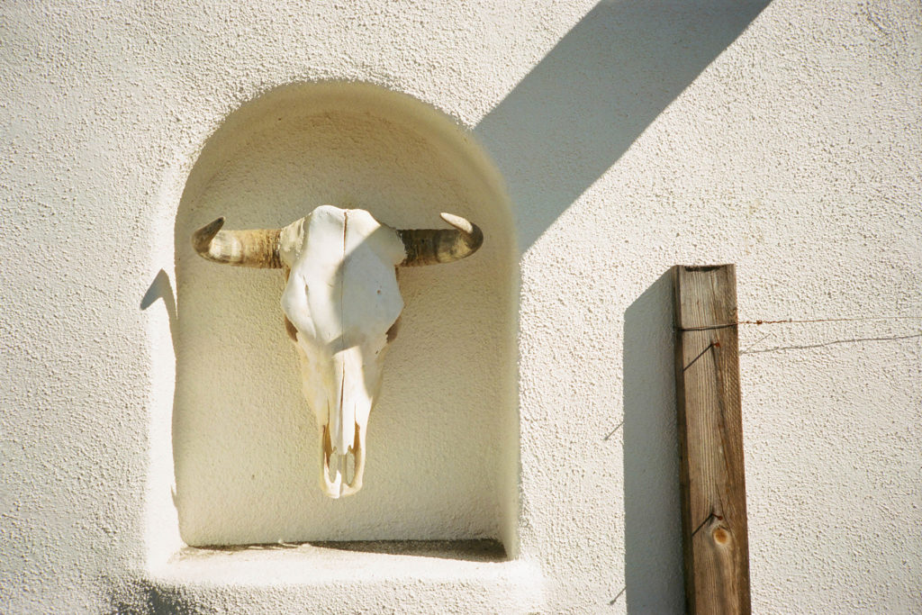 A wall with a bull skull on it.
