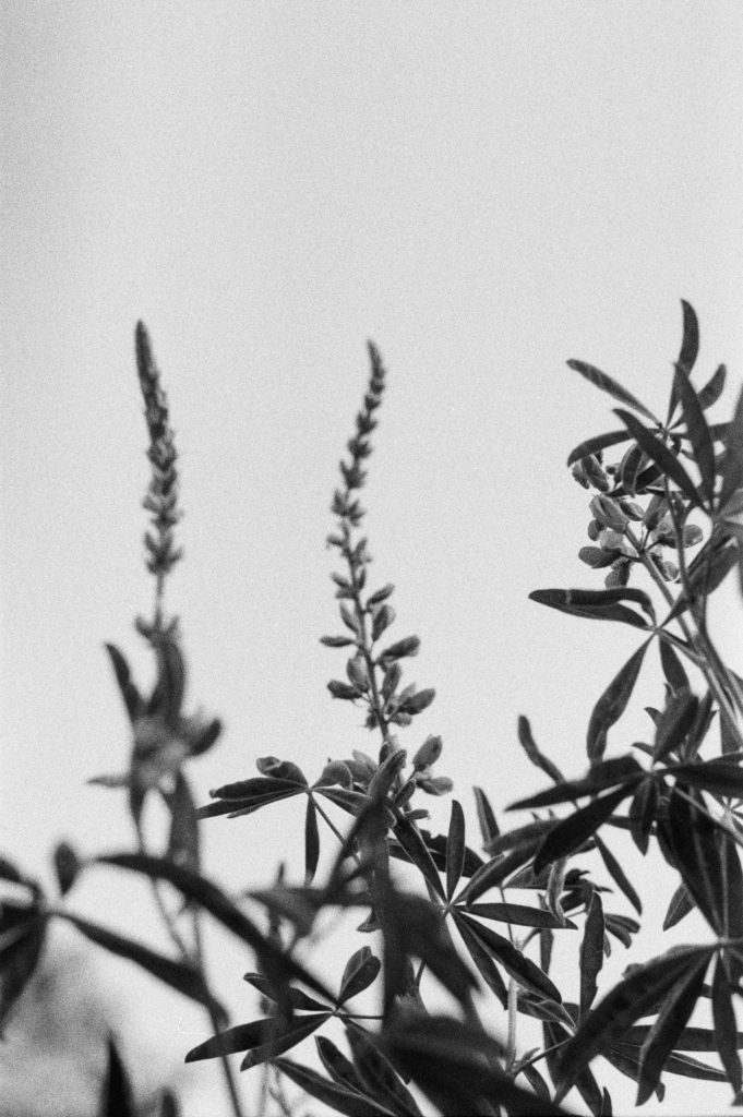 A black and white photo of some plants.