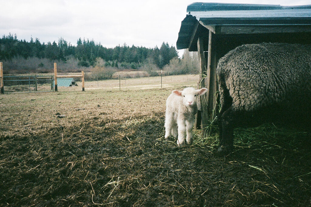 A baby sheep standing next to a barn.