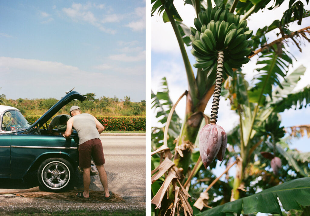 Left: man inspecting the engine of a vintage pickup truck by the roadside. right: cluster of green bananas and a large purple banana blossom hanging from a plant.