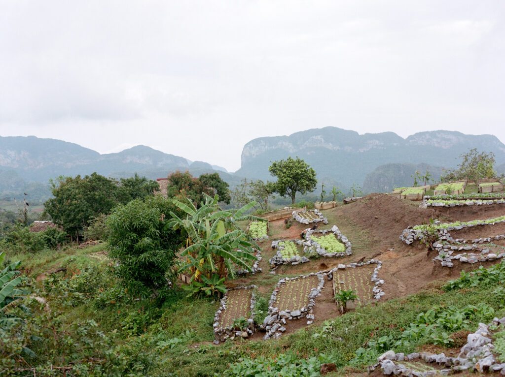 Terraced vegetable gardens with stone borders in a rural hilly landscape.